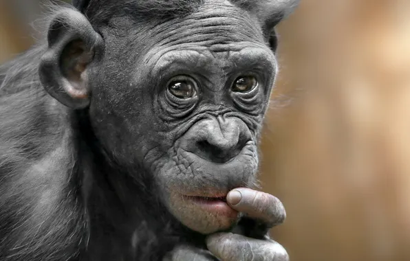 Природа, обезьяна, примат, pygmy chimpanzee