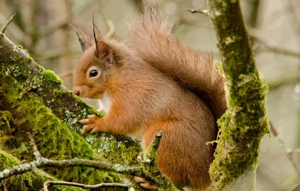 Картинка рыжая, белочка, зверёк