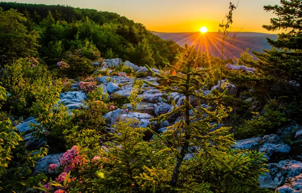 Картинка закат, плато, West Virginia, Западная Виргиния, Allegheny Mountains, Национальный заповедник Мононгиела, Monongahela National Forest, Аллеганские …