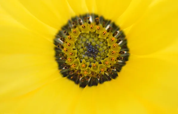 Flower, yellow, petals