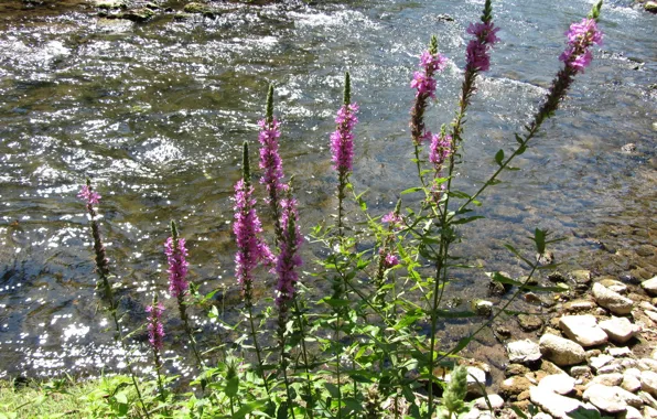 River, nature, Flowers