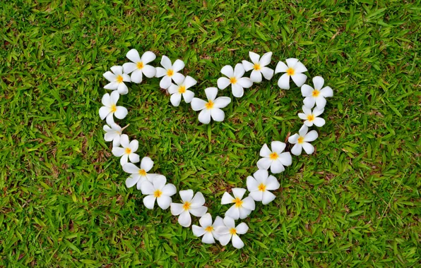 Картинка трава, любовь, цветы, сердце, love, grass, heart, romantic