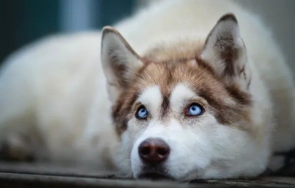 Взгляд, друг, собака