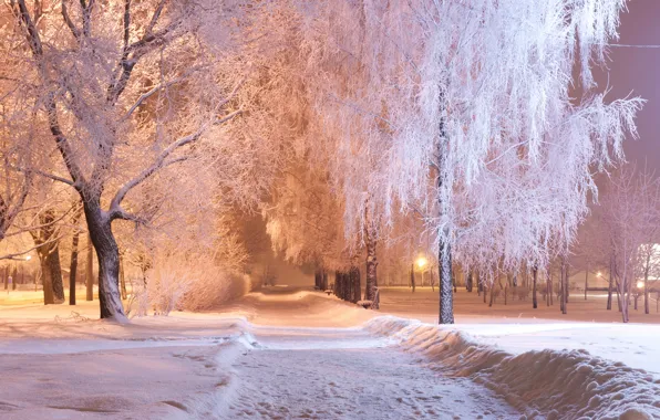 Картинка зима, снег, деревья, ночь, огни, парк, фонари, дорожка