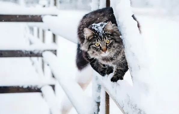 Зима, кошка, кот, снег, природа, серый, забор, прогулка