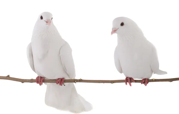 Ветка, белый фон, branch, white background, белые голуби, white doves