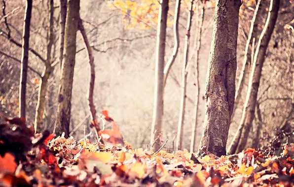 Картинка осень, лес, листья, деревья