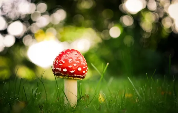 Природа, одиночество, гриб, мухомор, nature, loneliness, mushroom