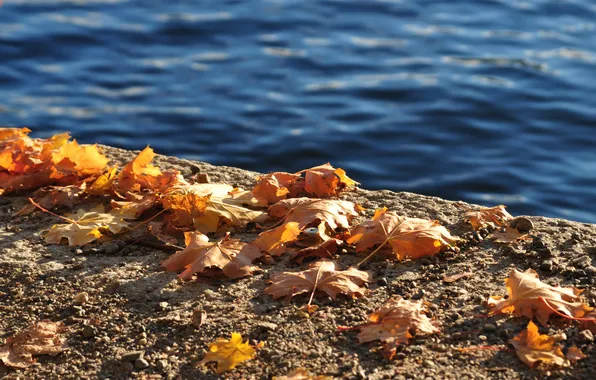 Картинка осень, листья, вода, берег, желтые, бетон