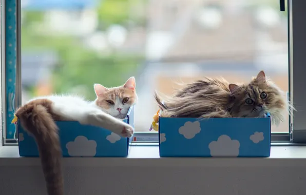 Картинка кошки, окно, коробки, Daisy, Ben Torode, Hannah, Benjamin Torode
