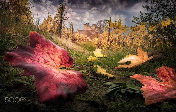 Картинка осень, макро, природа, листва, крепость, виноградники