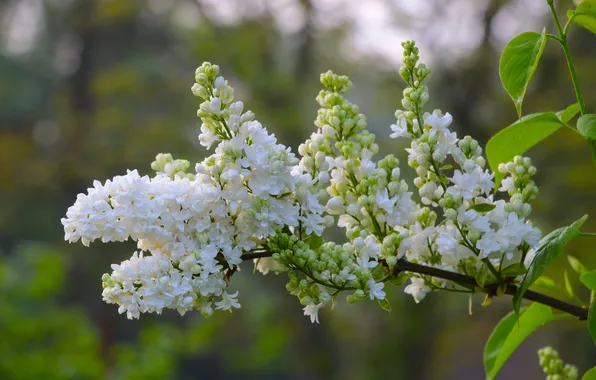 White, spring, lilac, twig, blooming