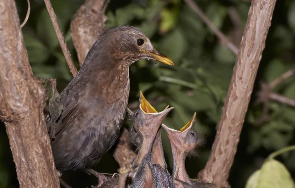 Птицы, природа, Hungry Blackbirds