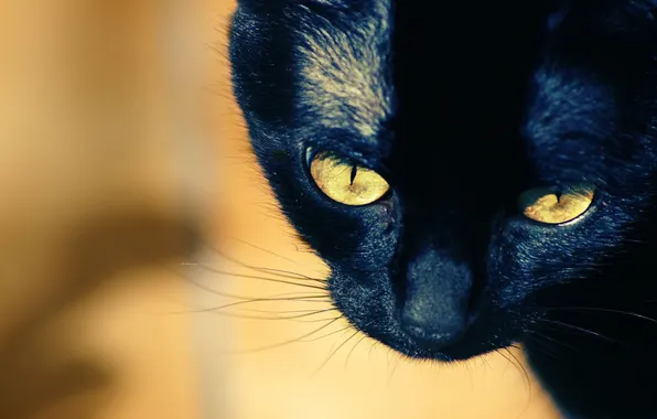 Картинка кошка, усы, взгляд
