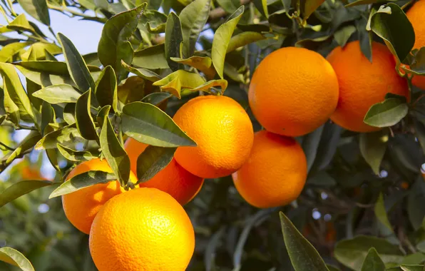 Tree, fruit, orange, oranges