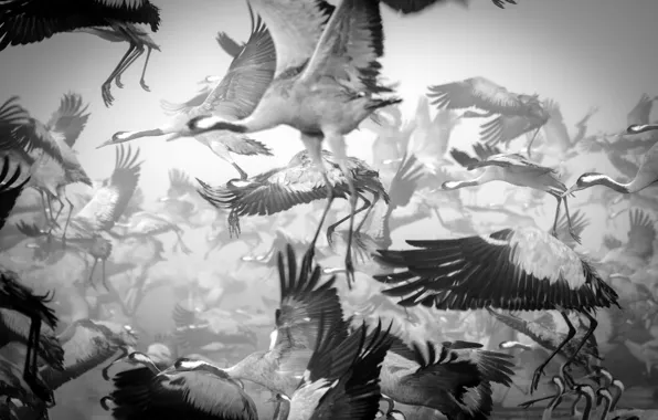Картинка птицы, стая, журавли, чёрно - белое фото
