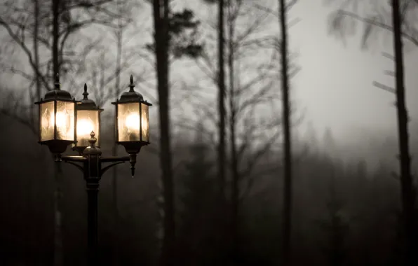 Свет, деревья, природа, туман, пасмурно, фонарь