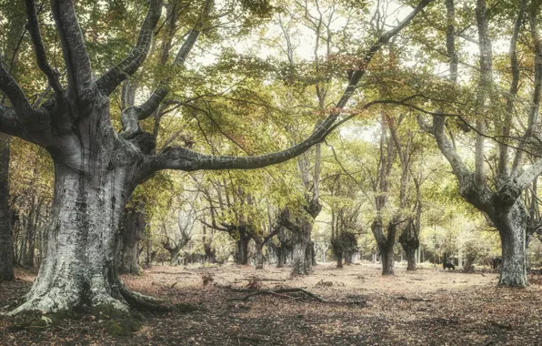 Осень, лес, природа