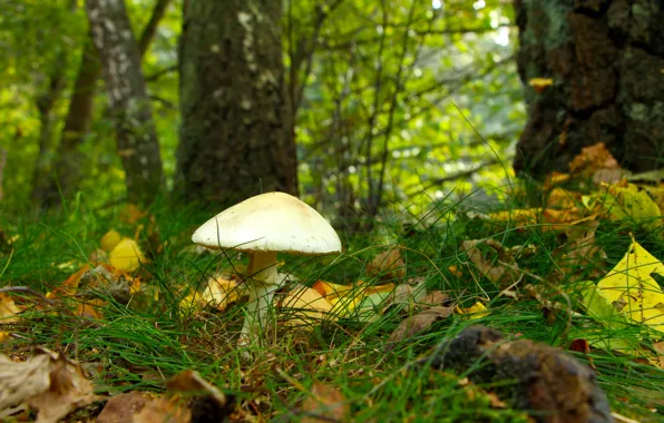 Forest, plant, mashroom