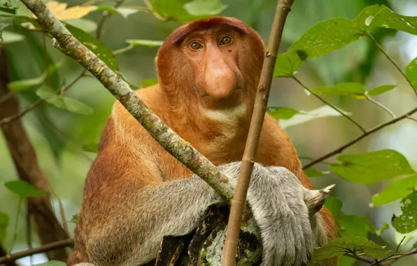 Природа, Nasalis larvatus, Proboscis Monkey