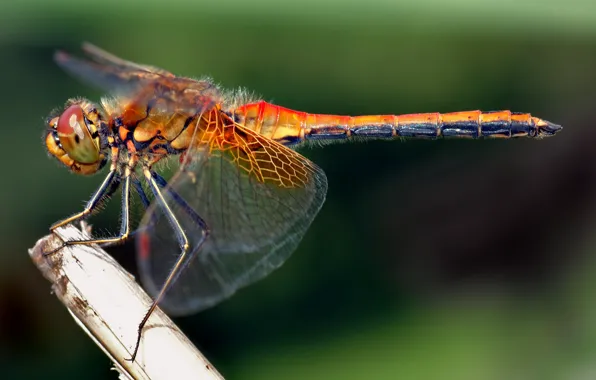 Макро, насекомые, стрекоза, Yellowwinged-Darter