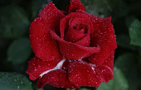 Картинка листья, капли, макро, цветы, красный, роса, фон, розы