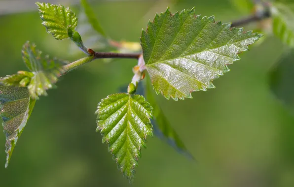 Spring, leaf, twig