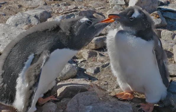 Картинка пингвины, птенец, Антарктида