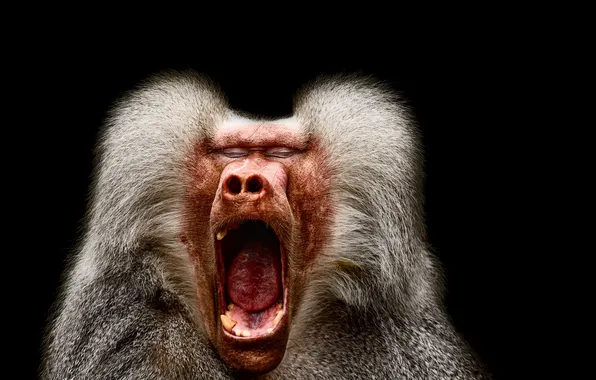 Картинка природа, обезьяна, крик, Pavian
