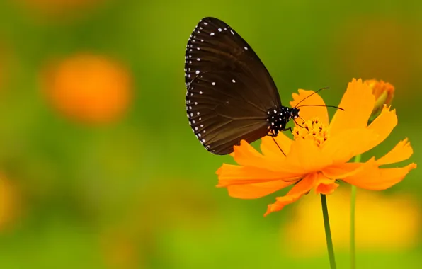 Цветок, бабочки, крылья, точки, стебель, усики, flower, wings