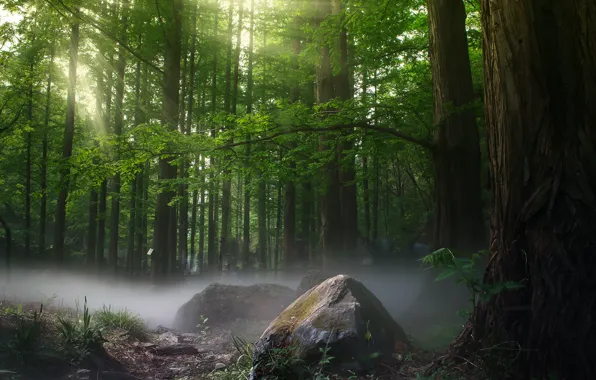 Картинка лес, туман, фото, дерево, камень
