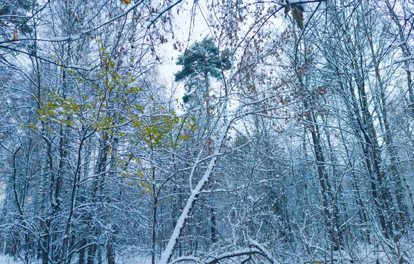 Картинка осень, лес, небо, снег, деревья, природа, Москва, Россия