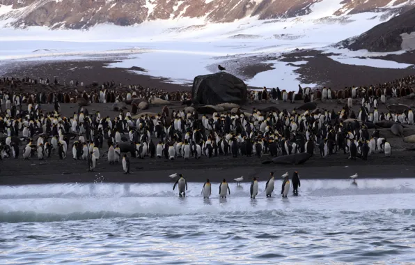 Море, природа, пингвины, Antarctica