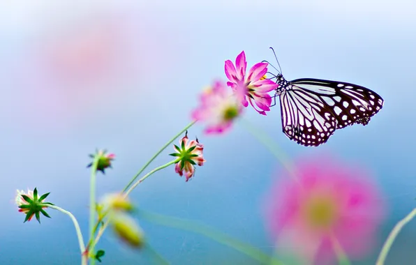 Цветок, бабочка, flower, butterfly