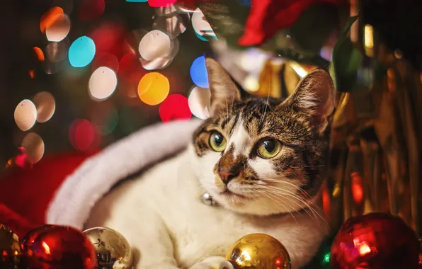 Кошка, украшения, праздник, шары, Новый год