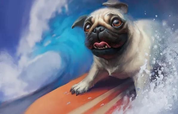 Картинка собака, пес, доска, surfing, mops