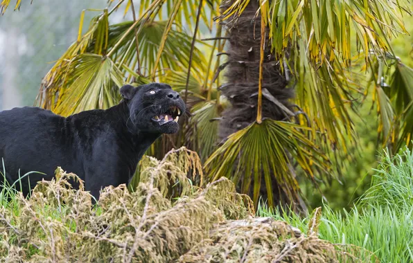 Картинка кошка, трава, взгляд, чёрный, ягуар, ©Tambako The Jaguar