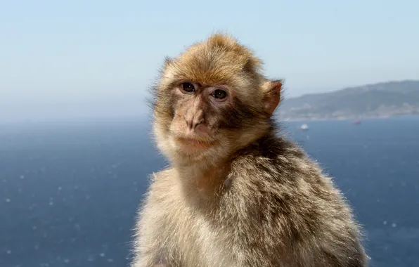 Monkey, sea, landscape