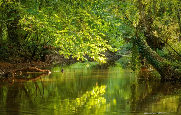 Lake, Fall, Autumn, France, Сарта, La Sarthe, Франция, Осень