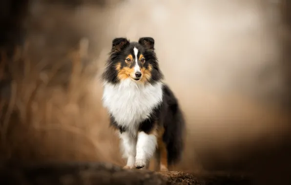 Картинка собака, боке, Шелти, Шетландская овчарка