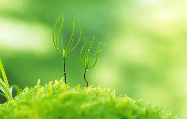 Зелень, трава, капли, макро, свет, природа, ростки, растения