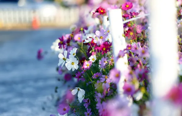 Картинка landscape, cosmos, sea of flowers