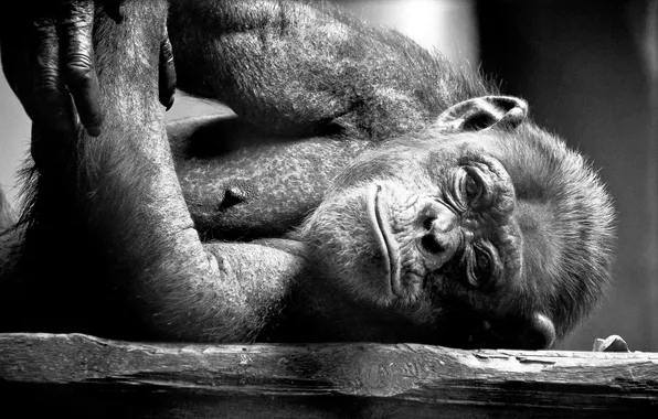 Картинка черно-белое, шимпанзе, примат, млекопитающий