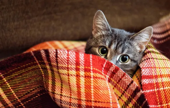 Кошка, взгляд, поза, котенок, плед, мордашка