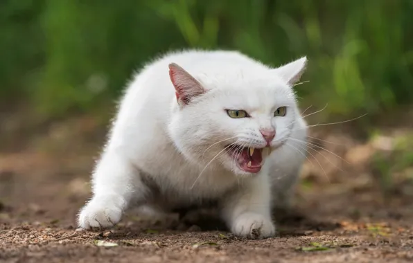 Картинка кошка, белый, трава, кот, взгляд, морда, природа, поза