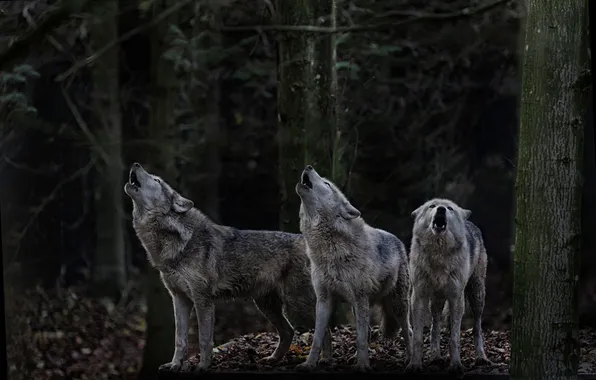 Картинка nature, predator, animal, wolf, wildlife, portrait, portrait., Canis lupus. face