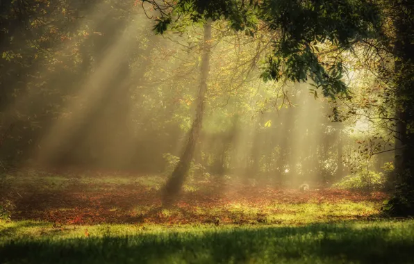 Light, forest, trees, nature, autumn