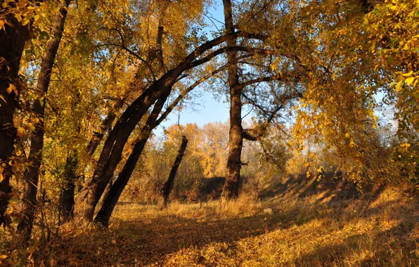 Картинка Осень, Деревья, Fall, Листва, Autumn, Colors, Trees, Leaves