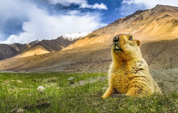 Картинка природа, Гималайский сурок, Marmota himalayana