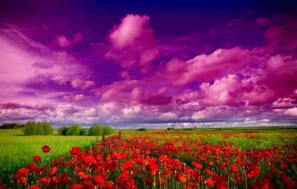 Картинка поле, небо, облака, деревья, цветы, маки, Природа, полевые цветочки